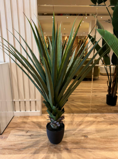 PLANTA Agave