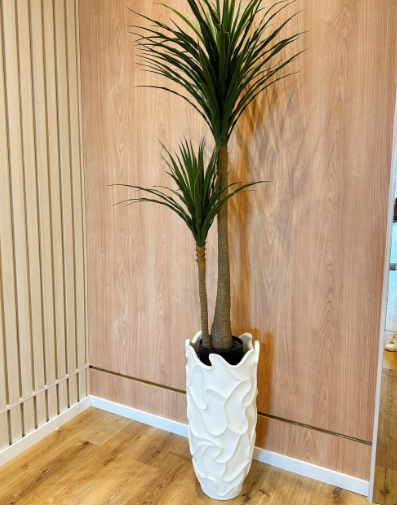 PLANTA Yucca