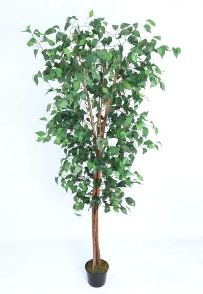 ÁRBOL Ficus Eléctrico