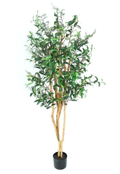 ÁRBOL Olivo