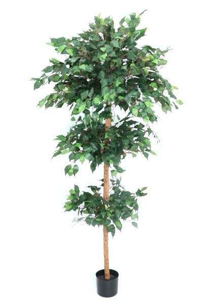 ÁRBOL Ficus Topiary