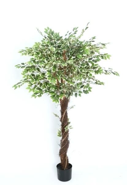 ÁRBOL Ficus Variegated