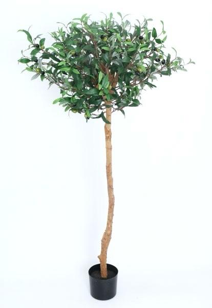 ÁRBOL Olivo Topiary