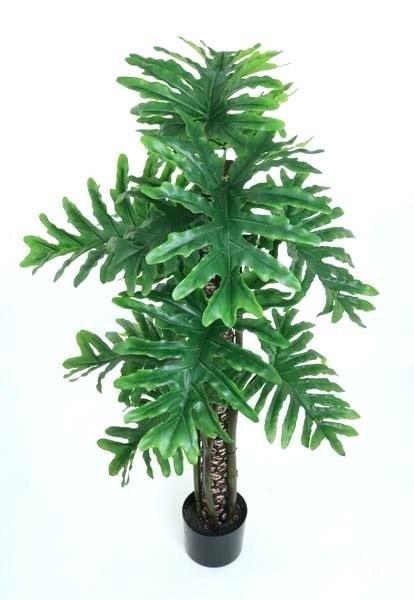 PLANTA Selloum Philo