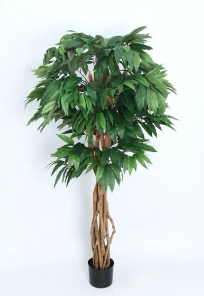 ÁRBOL Mango