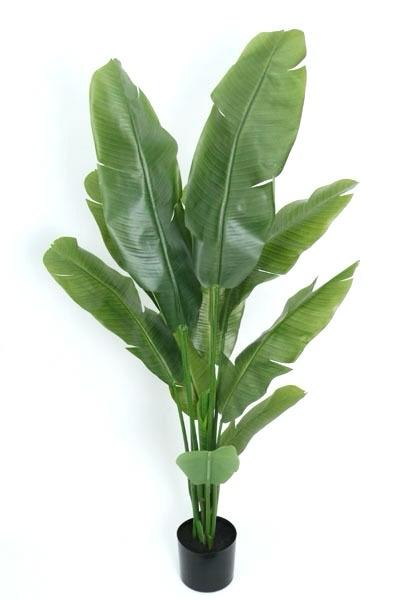 PLANTA Banana