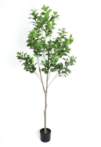 ÁRBOL Camelia