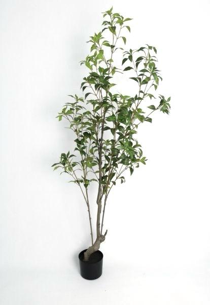 ÁRBOL Japonica