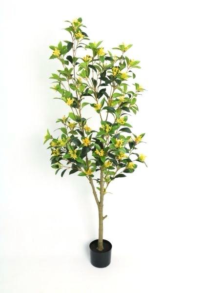ÁRBOL Osmanthus